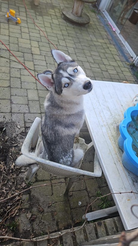 Hond Poolhond