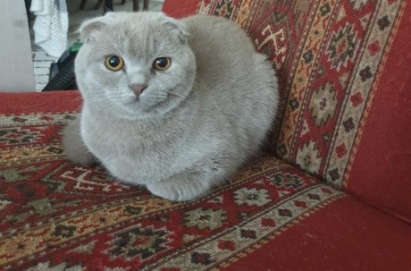 Kat Scottish Fold