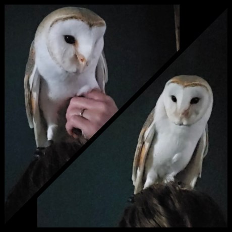 Vogel Uil