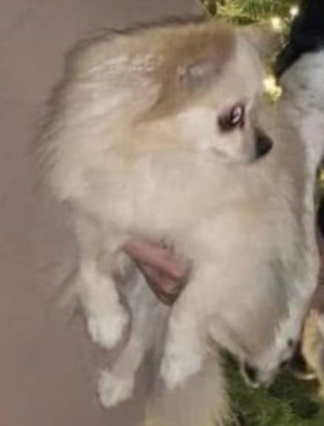 Hond Kruising