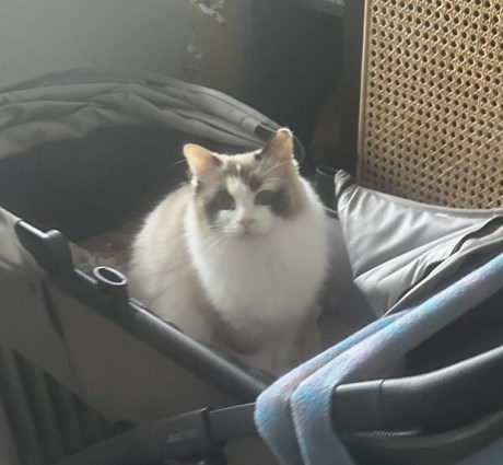 Kat Ragdoll