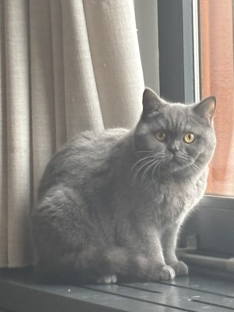 Kat Brits korthaar