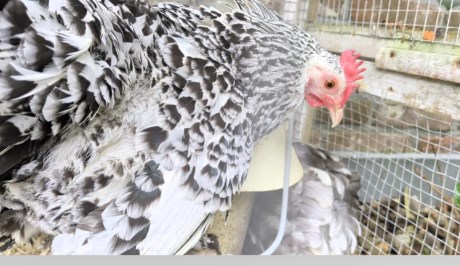 Vogel Hoendervogel