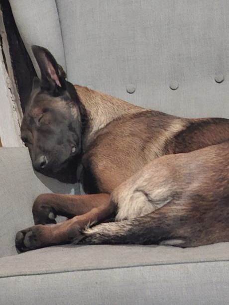 Hond Jachthond overig