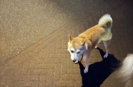 Hond Shiba inu