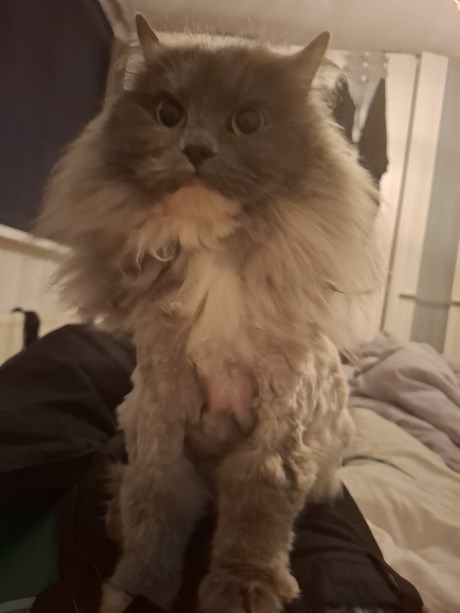 Kat Brits langhaar