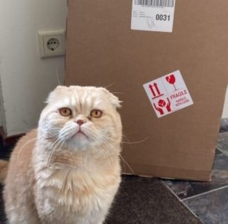 Kat Scottish Fold