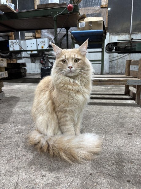 Kat Maine Coon