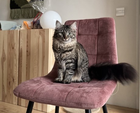 Kat Langharig