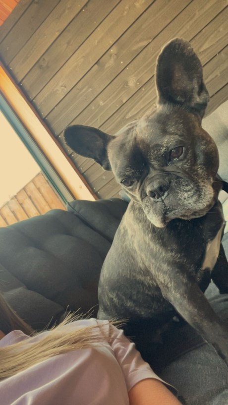 Hond Bulldog