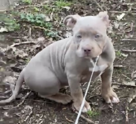 Hond Terriër