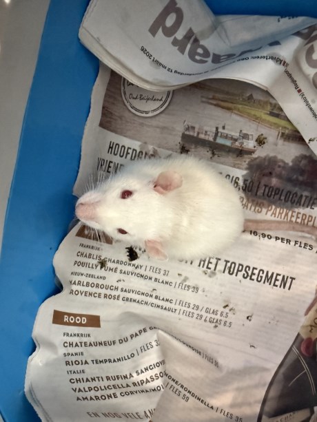 Knaagdier / Haasachtige Rat