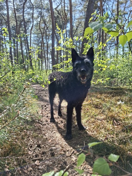Hond Herder