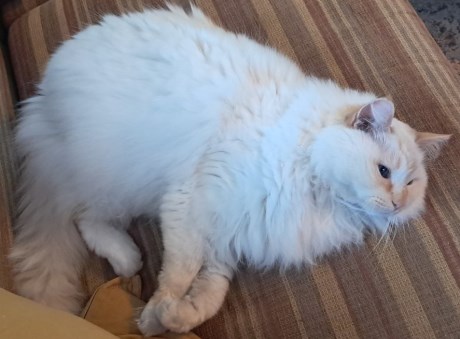 Kat Ragdoll