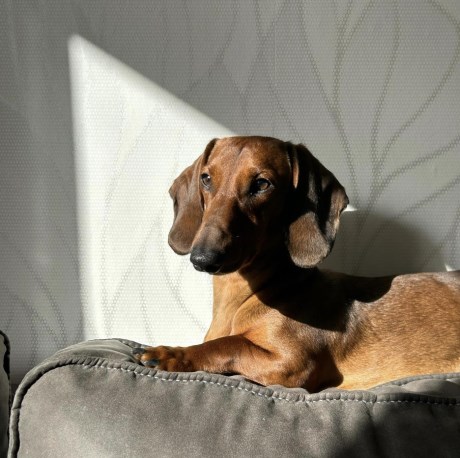 Hond Teckel