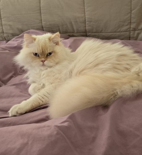 Kat Ragdoll