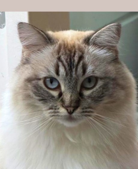 Kat Ragdoll