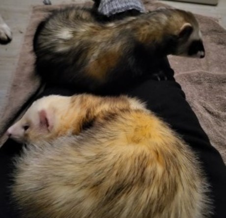 Kleine roofdieren Fret