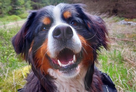 Hond Berg- en Sennenhond