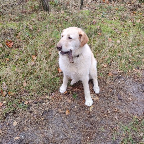 Hond Kruising