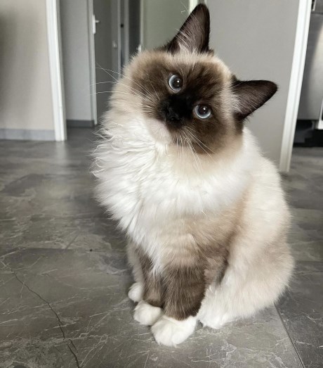 Kat Ragdoll