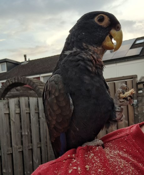 Vogel Overige rassen