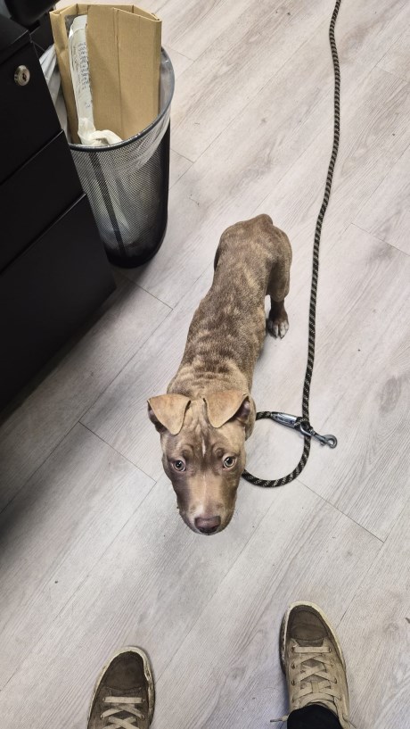 Hond Terriër