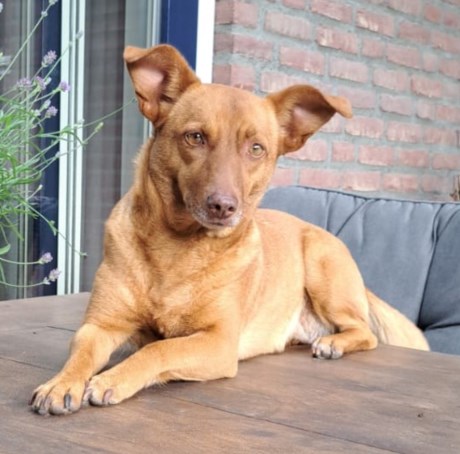 Hond Kruising
