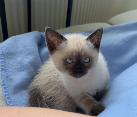 Kat Siamees