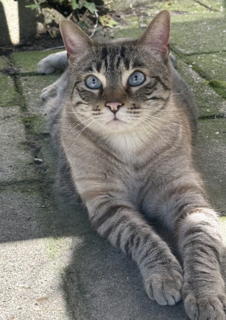Kat Bengaal X