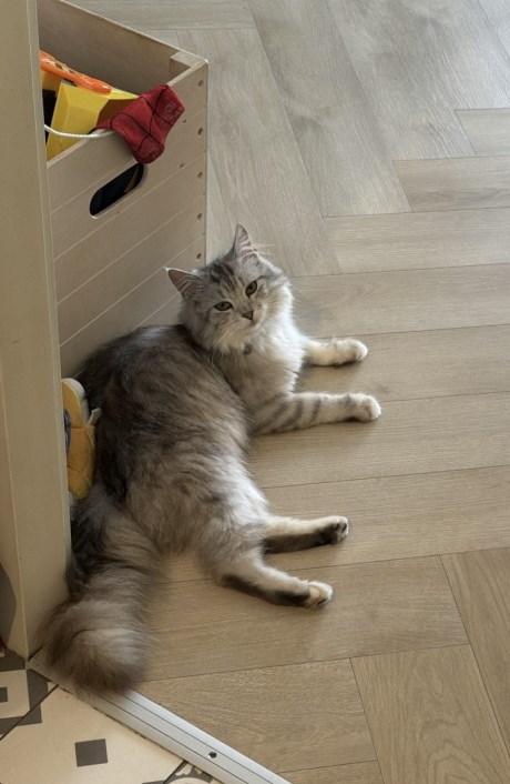 Kat Boskat/Siberisch