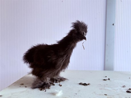 Vogel Hoendervogel