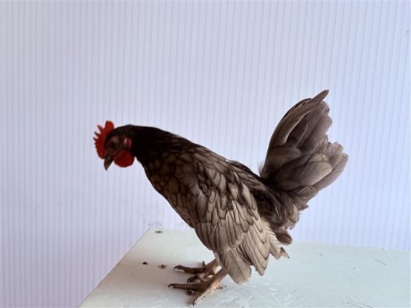 Vogel Hoendervogel