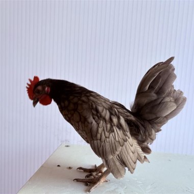 0