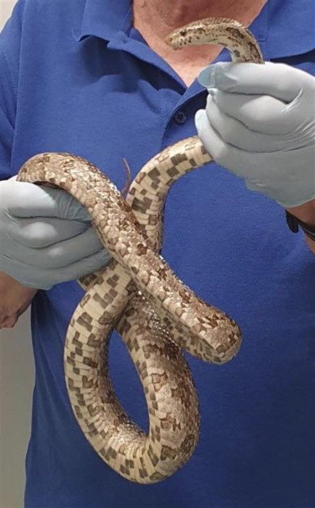 Reptiel Slang