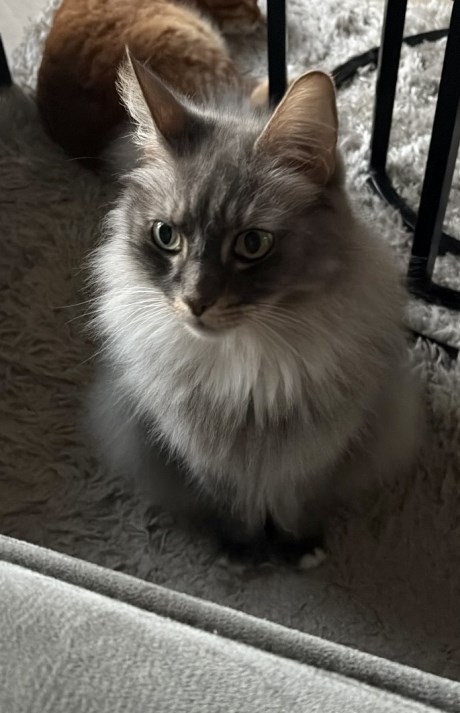 Kat Maine Coon X