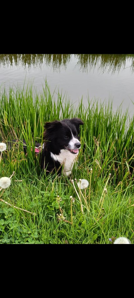 Hond Kruising