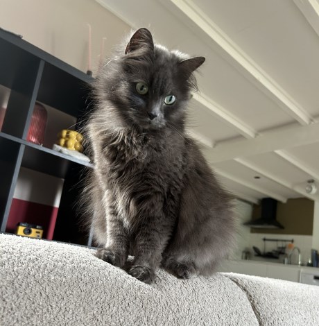 Kat Langharig