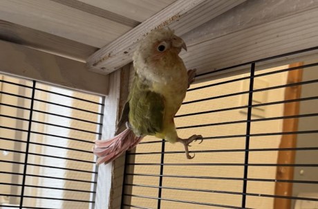 Vogel Pyrrhura