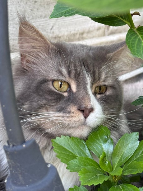 Kat Maine Coon