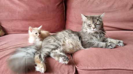 Kat Maine Coon