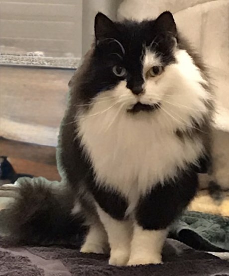 Kat Langharig