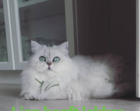 Kat Brits langhaar