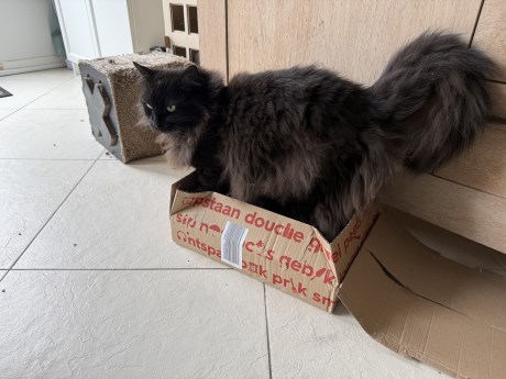 Kat Maine Coon