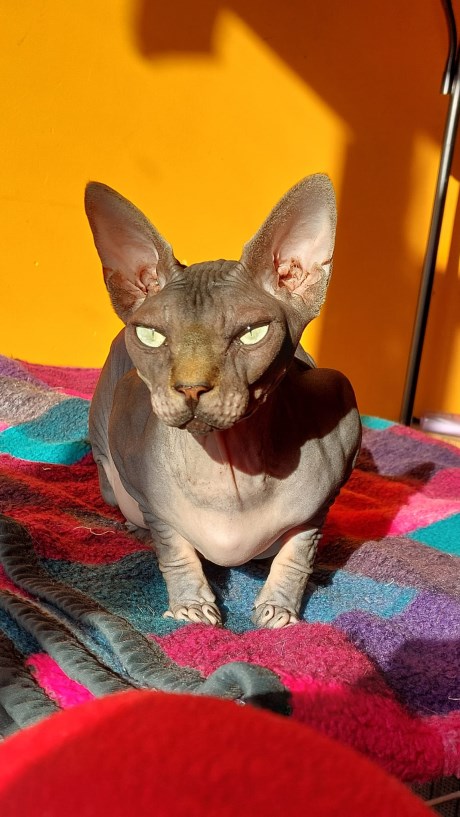 Kat Sphynx