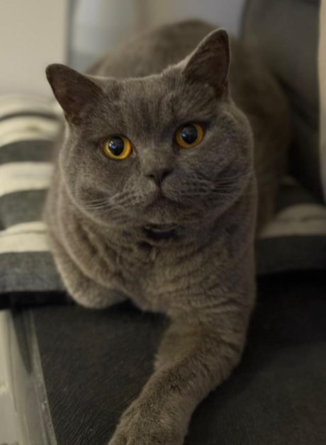 Kat Brits korthaar