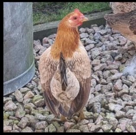 Vogel Overige rassen