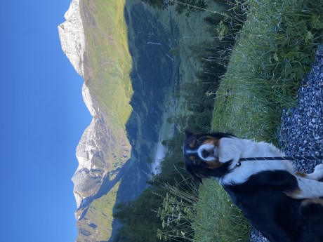 Hond Kruising