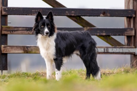 Hond Collie