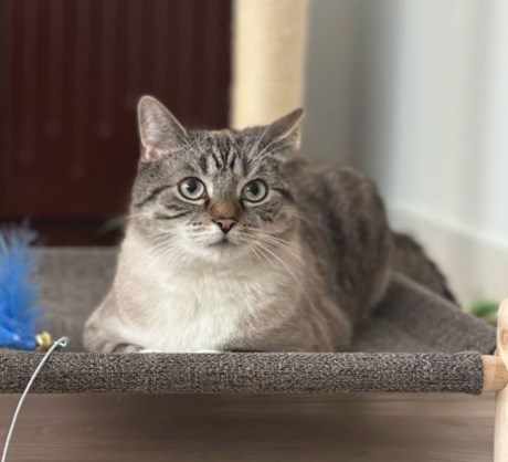 Kat Ragdoll